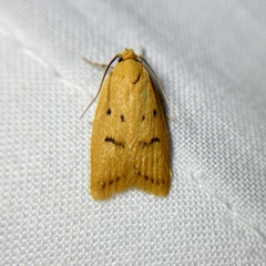 Eulechria subpunctella