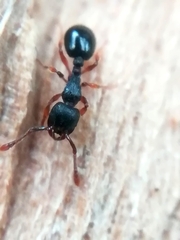 Myrmecina graminicola