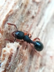 Myrmecina graminicola