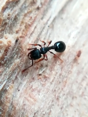 Myrmecina graminicola