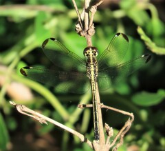 Hemistigma albipunctum