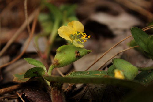 Commelina africana image