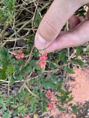 Indigofera hendecaphylla