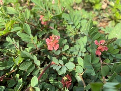 Indigofera hendecaphylla