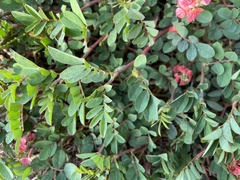 Indigofera hendecaphylla