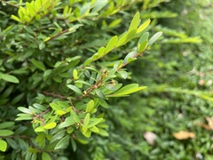 Phyllanthus myrtifolius