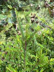 Phyllanthus myrtifolius