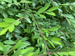 Phyllanthus myrtifolius