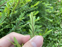 Phyllanthus myrtifolius