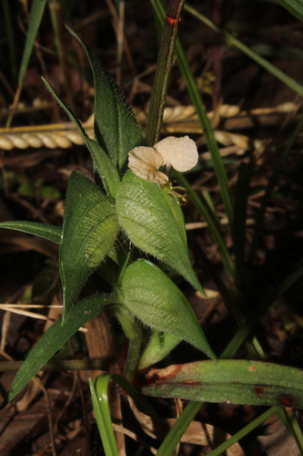 Commelina neurophylla image