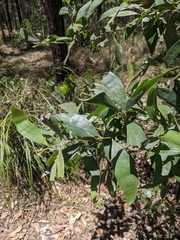 Acacia leiocalyx