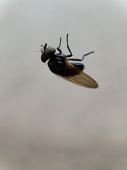 Silba