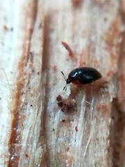 Sericoderus