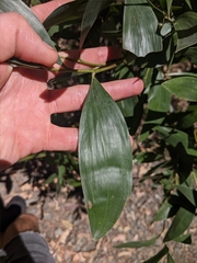 Acacia leiocalyx