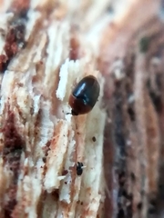 Sericoderus