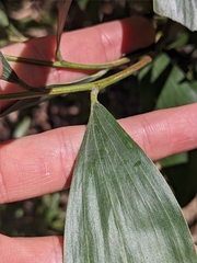 Acacia leiocalyx