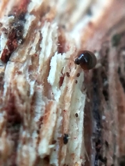 Sericoderus