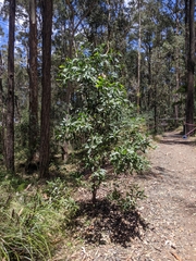 Acacia leiocalyx