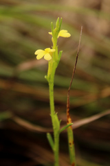 Striga asiatica