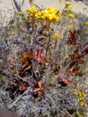 Senecio rosmarinifolius