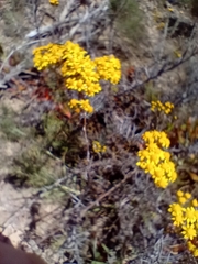 Senecio rosmarinifolius