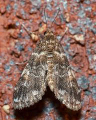 Elophila responsalis