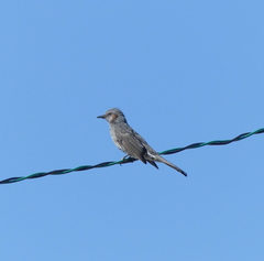 Hypsipetes amaurotis