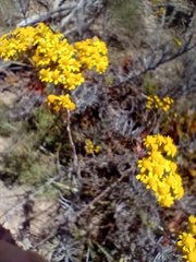Senecio rosmarinifolius