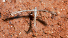 Stenoptilia zophodactylus