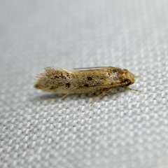 Mimobrachyoma meselectra