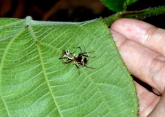 Ophiocordyceps