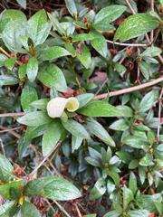 Exobasidium japonicum