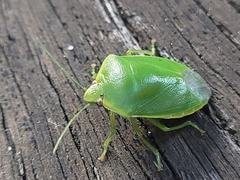 Glaucias