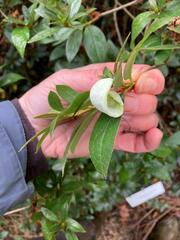 Exobasidium japonicum