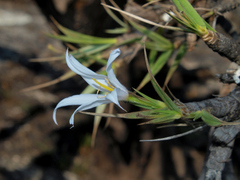 Xerophyta trichophylla image