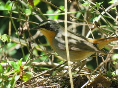 Cossypha caffra caffra