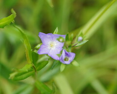 Veronica gracilis