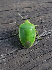 Glaucias