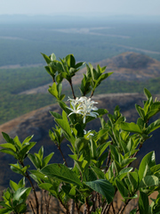 Holarrhena pubescens