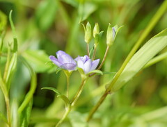 Veronica gracilis