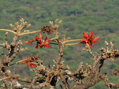 Erythrina latissima