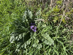 Mandragora autumnalis