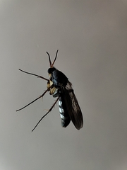 Sciaroidea