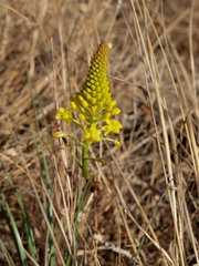Bulbine abyssinica
