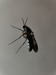Sciaroidea
