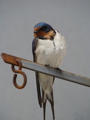 Hirundo rustica gutturalis