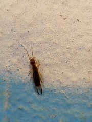 Apterygida albipennis