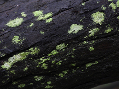 Lecanora thysanophora