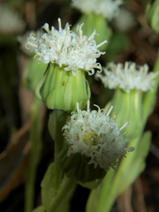 Senecio crassorhizus