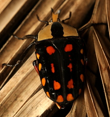 Mecynorhina passerinii